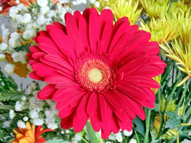 Thornhill büyük kırmızı papatya 2016 