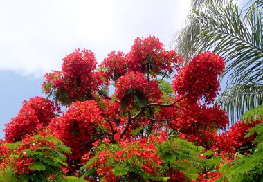 Veya Yehuda kırmızı akasya 2005
