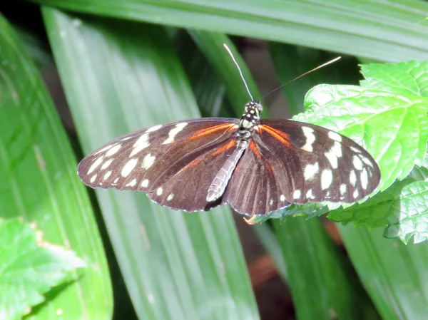 Ніагара Hecale Longwing 2016 — стокове фото