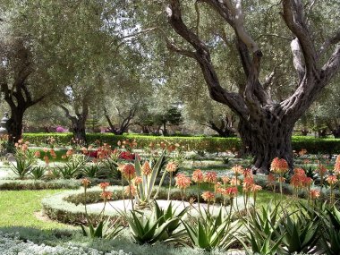 Akko Bahai Bahçeleri Agave ve zeytin ağaçları 2004