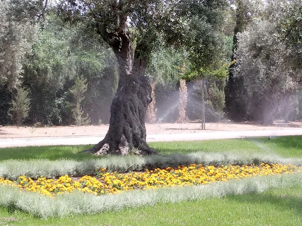 Akko Bahai Gardens yellow flowerbed 2004 — Stock Photo, Image