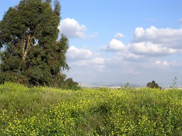 Oder Yehuda Eukalyptus 2004 — Stockfoto