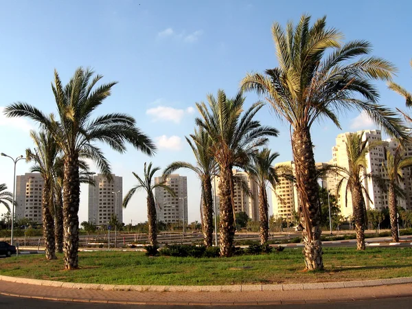 Veya Yehuda Neve Rabin 2009 palms — Stok fotoğraf