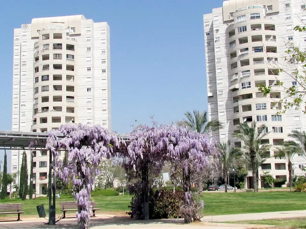 Vagy Yehuda wistaria virágok 201 — Stock Fotó