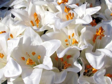 Ya da Yehuda beyaz nilüferler 2011