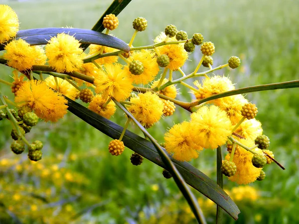 O Yehuda mimosa 2011 — Foto de Stock