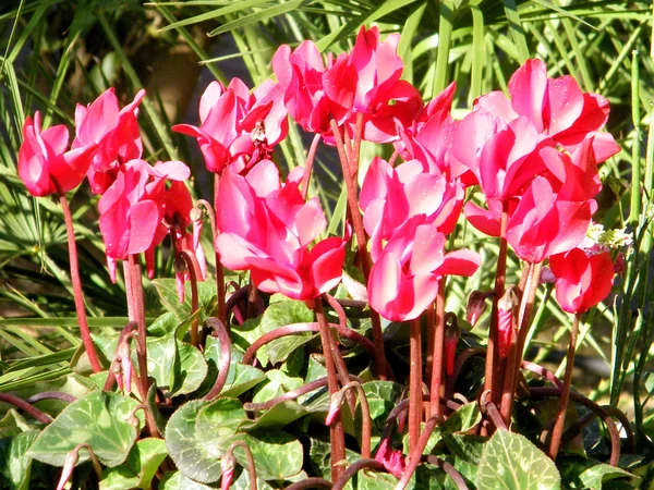 Or Yehuda red cyclamens 2011 — Stock Photo, Image