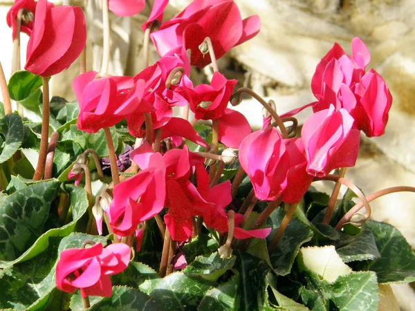 Или Yehuda red cyclamen 2011 — стоковое фото