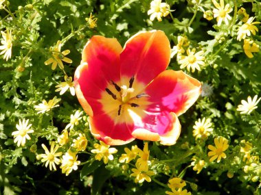 Veya Yehuda turuncu lale çiçek 2011