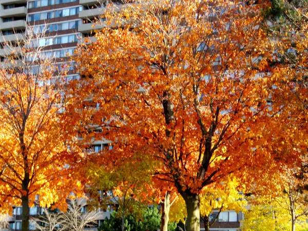 Торонто красивые деревья 2016 — стоковое фото
