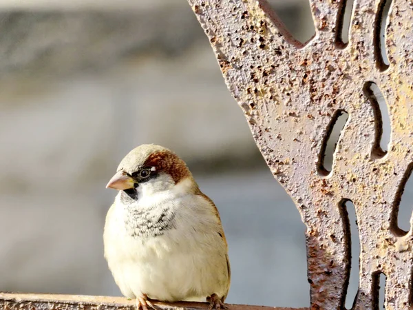 Toronto University Hart House sparrow 2016 — Stock fotografie