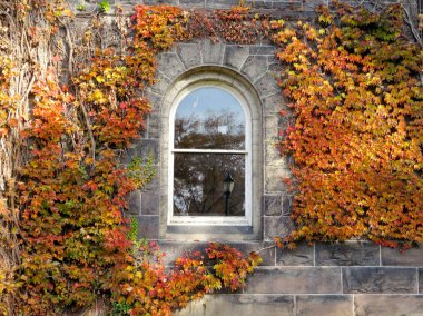  Toronto Üniversitesi Gerstein Merkezi pencere 2016