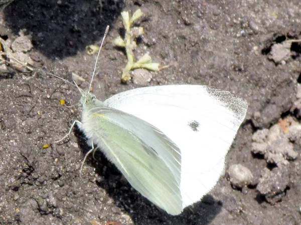 Toronto High Park Cabbage White Butterfly 2015 — Stock Photo, Image