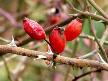 Toronto Gölü Kuşburnu 2016 