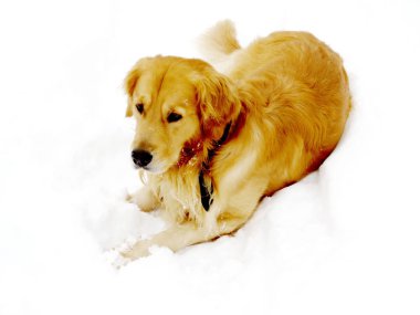 Thornhill köpek içinde belgili tanımlık kar 2016 