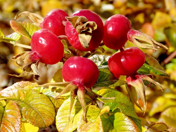 Thornhill autumn rosehip 2016 — Stock Photo, Image