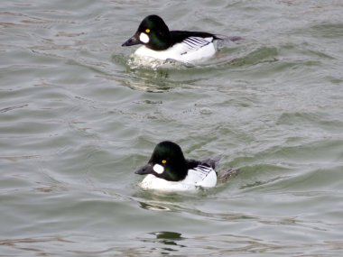 Toronto Gölü ortak GoldenEye'yı 2016 ördekler 