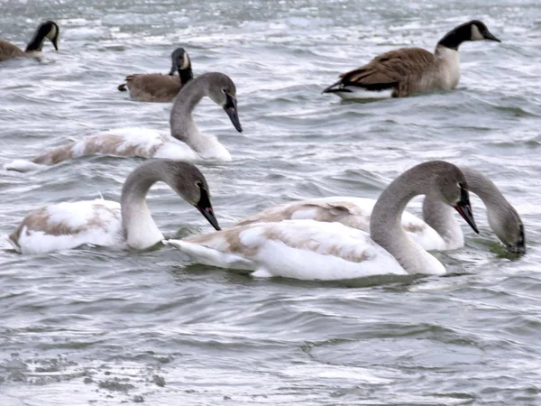 Cygnes gris et oies du lac Toronto 2016 — Photo