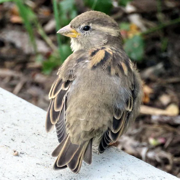 Toronto Lake portrait of sparrow 2016 — Stock Photo, Image