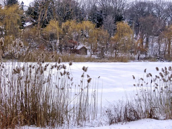 Toronto High Park a lagoa de inverno 2016 — Fotografia de Stock