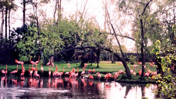 新奥尔良红火烈鸟放到池塘里 2002 年 3 月 — 图库照片