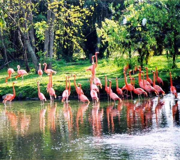 Neuer orleanischer Flamingo-Marsch 2002 — Stockfoto