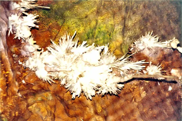 Shenandoah Park Luray Caverns fiori di cristalli ottobre 1997 — Foto Stock