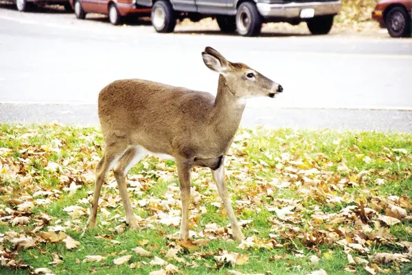 1997年10月, 在高速公路上的 shenandoah 公园鹿 — 图库照片