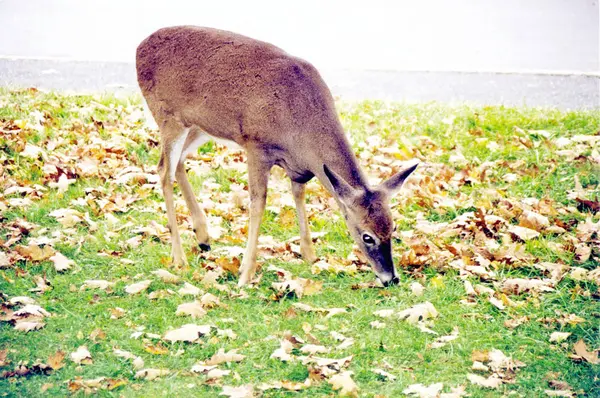 Shenandoah Park Veado Outubro 1997 — Fotografia de Stock