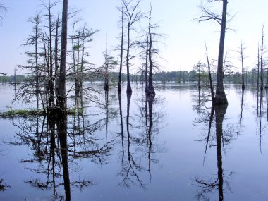 Mississippi siyah Nisan 2003 akşam Bayou