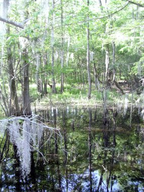 Mississippi siyah Bayou orman Nisan 2003