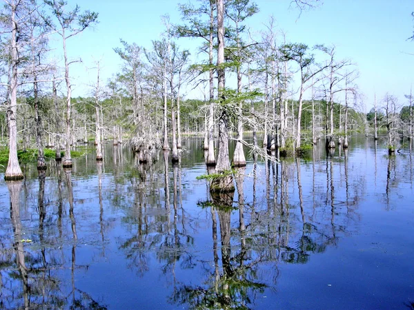 Mississippi Black Bayou paesaggio aprile 2003 — Foto Stock