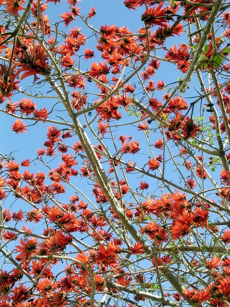 Eller Yehuda Coral Tree mars 2005 — Stockfoto