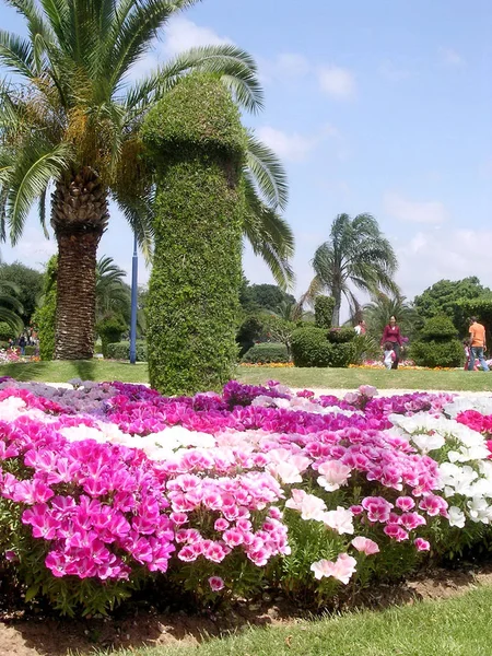Ramat Gan Park Petunia flores Abril 2005 — Foto de Stock