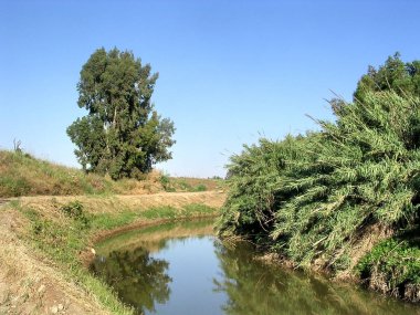 Veya Yehuda Ayalon nehir bulrush Nisan 2005