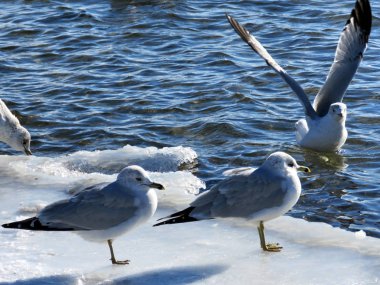 Toronto Gölü martı 2017 