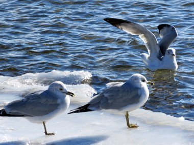 Toronto Gölü martı 2017 