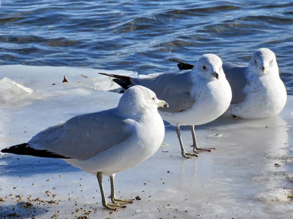 Toronto Gölü martılar buz 2017 