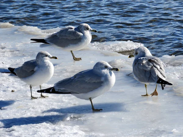 Mouettes du lac Toronto sur glace 2017 — Photo