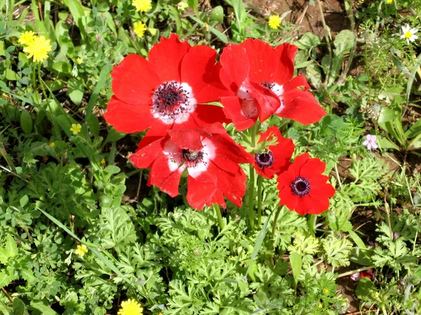 Shoham forest park Crown Anemone February 2007 — Stock Photo, Image