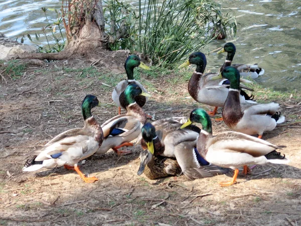 Ramat Gan Park huit drakes et canard Mars 2007 — Photo