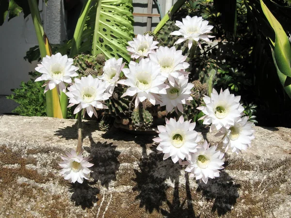 Nebo Jehuda Cactus Flower srpen 2008 — Stock fotografie