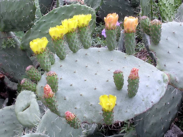 Or Yehuda Sabra Cactus May 2005 — Stock Photo, Image