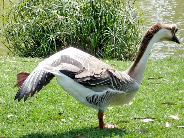 Ramat Gan Park Chinese zwaan gans maart 2008 — Stockfoto