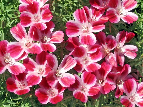 Ramat Gan Park Phlox flowers April 2008 — Stock Photo, Image