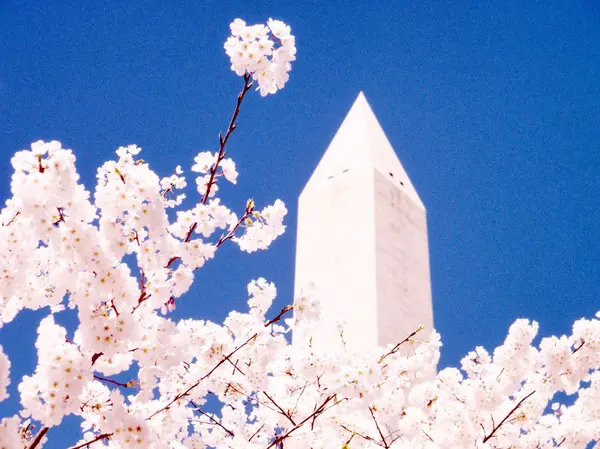 Washington Cherry Blossoms perto de Monumento Março 2010 — Fotografia de Stock