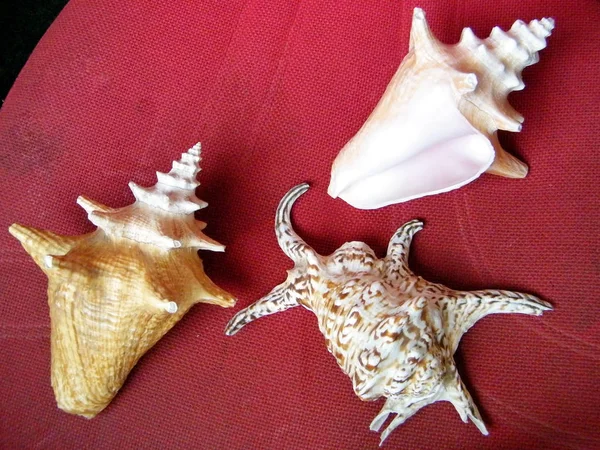 Or Yehuda Three Sea Shells August 2010 — Stock Photo, Image