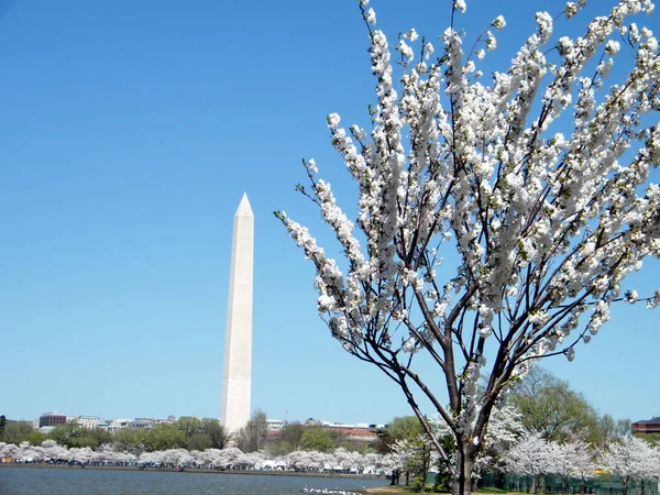 Washington Cherry Blossoms and Washington Monument March 2010 — Stock Photo, Image