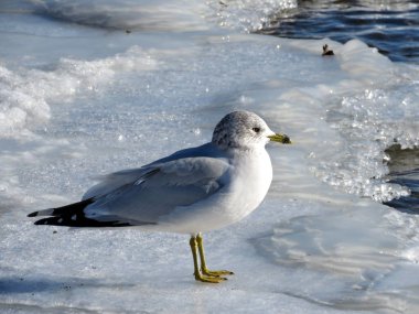 Toronto göl buz 2017 martı 