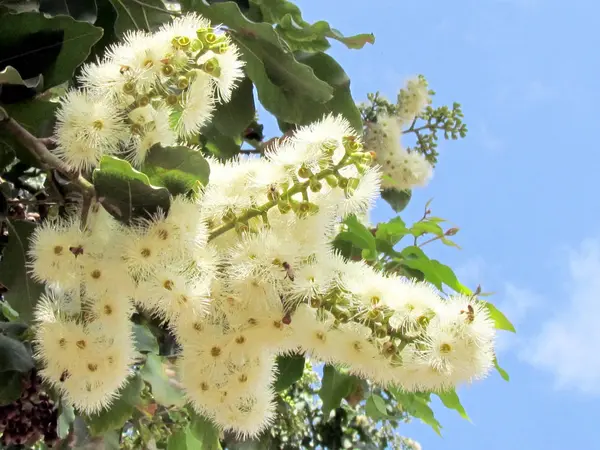 Lub Yehuda eukaliptusa kwiaty maja 2011 — Zdjęcie stockowe